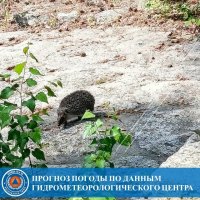 27 марта в Туве потеплеет до +15°С, ожидается дождь