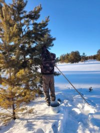 В Балгазынском лесничестве Тувы заготавливают семена для будущего таежного леса