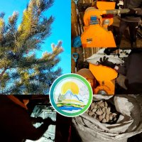 В Балгазынском лесничестве идет заготовка лесосеменного фонда. Собрано 150 кг семян