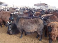 Жителей Тувы научат профессионально чесать коз