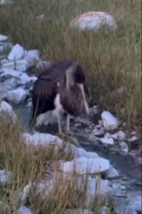 Черный аист из тувинского аржаана Тарыс переехал в парк "Роев ручей" в Красноярске