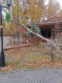 Национальный парк Тувы объяснил вырубку деревьев на своей территории