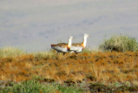 В тувинском заповеднике начался ежегодный учет краснокнижной дрофы