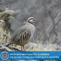 30 апреля синоптики обещают в Туве +22°С