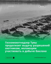 Госкомохотнадзор Тувы выдает разрешения на отстрел бакланов