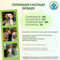 Служба ветеринарии Тувы проводит стерилизацию домашних животных