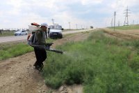 В Кызыле приступили к сезонному уничтожению дикорастущей конопли