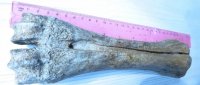 Ученые Тувы обнаружили останки древних животных в Пий-Хемском кожууне