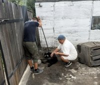 В Кызыле ветеринары и инспекторы проводят рейды по профилактике укусов собак