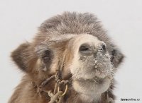 Житель Тувы после укуса домашнего верблюда получил инвалидность