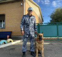 В Туве служебная собака Черника помогла полицейским обнаружить 1 кг наркотиков