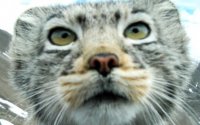 Фотоловушка сняла семь котят манула в Туве