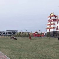 Мэрия Кызыла подает в суд на горожанина, чьи лошади объели газон Тубтен Шедруб Линга